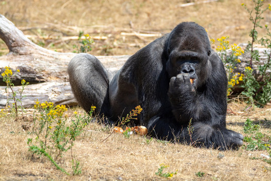 Big black hairy male gorilla monkey sit on grass and eat food with hands