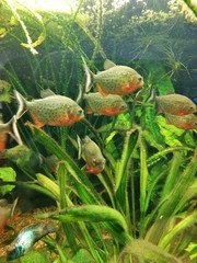 Aquarium with fish. Aquarium fish swim among the algae. Aquaristics.