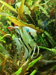 Aquarium with fish. Aquarium fish swim among the algae. Aquaristics.