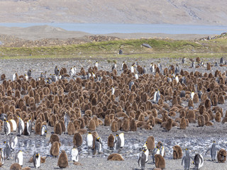 Obraz premium King Penguin nursery in South Georgia