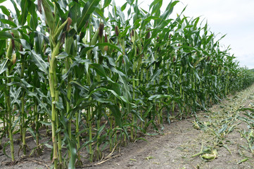 Corn after removing panicles on the maternal line
