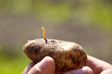 Проволочник - личинка жука-щелкуна на картофеле крупный план