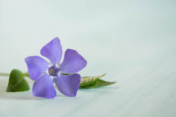 periwinkle on light wooden table