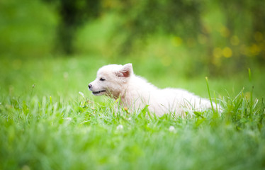 Adorable white puppy running in the grass
