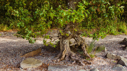 The exposed roots of a tree on a gravel surface.
