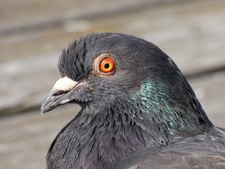Wild dove side portrait 