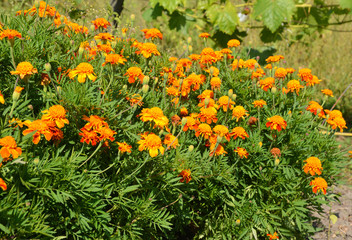 Marigold flowers in atumn garden flower bed.