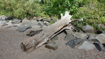 Obraz premium A driftwood tree trunk on large stones on a gravel surface with woodland behind.
