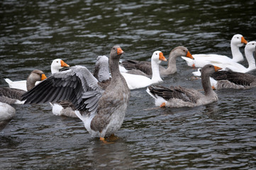 Obraz premium The geese swim in the river