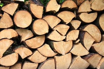 firewood stacked, logs, trees