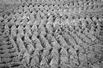 Truck traces on a mud