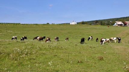 Fototapeta premium Herd of cattle