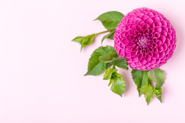 Dahlia ball-barbarry with green leaves and buds - top view on pink bright summer flower on pastel background.
