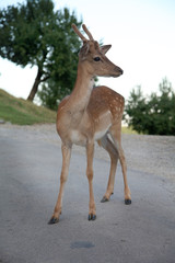 Naklejka na ściany i meble A cute young deer is standing on the street. It is looking at the visitors.