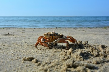 Krabbe im Sand an der Nordseeküste mit blauem Himmel