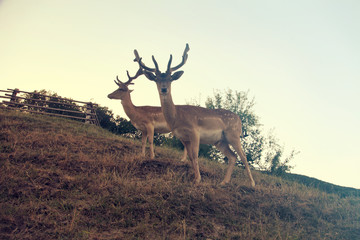 Two beautiful deer with antlers.