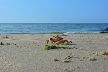 Fototapeta na wymiar Strandkrabbe im Sand mit Algen vor der Nordsee mit blauem Himmel