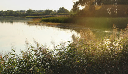 Pond in Trebonsko, Czech republic during sunset. Romantic. Sunset glare. Fishery. 