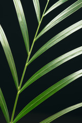 close up view of green palm leaf isolated on black