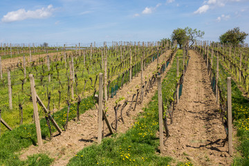 Fototapeta na wymiar Vineyards in Velke Pavlovice, South Moravia, Czech Republic