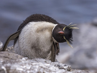 Rockhopper penguin  © Roger