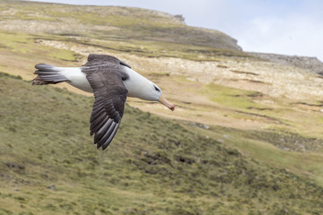 Black-browed albatross flying over the Falklands