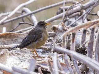 Falklands Thrush
