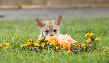 Puppy of Saarloos Wolfhound with flower