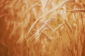 Spelt (Triticum spelta). Cereal. Grain crop, species of the genus Corn (Triticum).