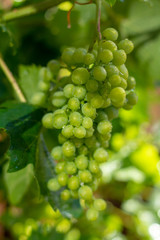 White wine riesling grapes riping on grape plant in summer time