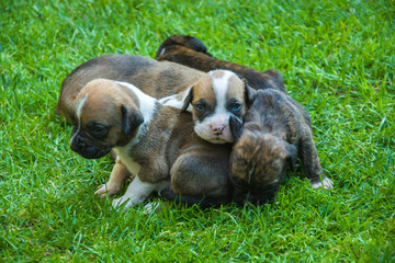 Sitting puppies on the grass