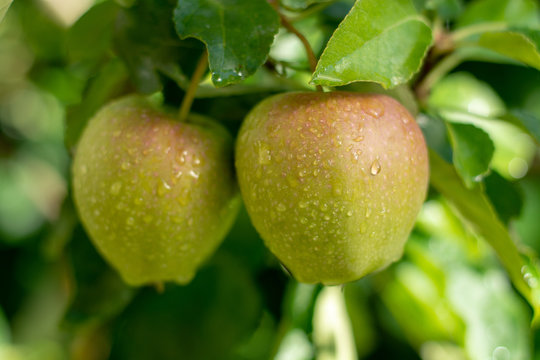 Apples riping on apple tree with rain grops, close up, new harvest