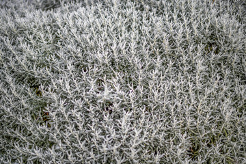 Dense silver grey bush of Cotton Lavender. Textured all over pattern. Nature background. 