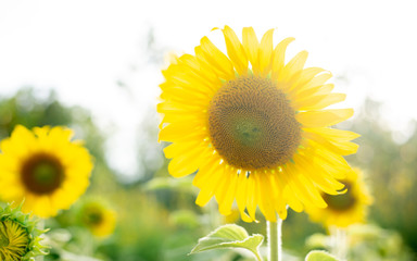 Fototapeta premium sunflower
