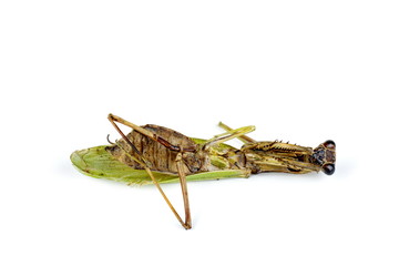 Dead female european mantis