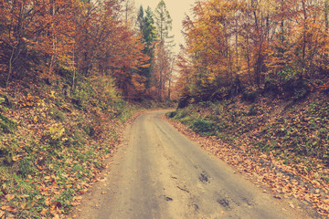 Country road in autumn forest, october landscape, image toned