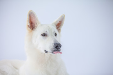 A white dog is sticking his tongue out.