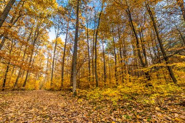 Landscape of autumn park, path with fallen leaves