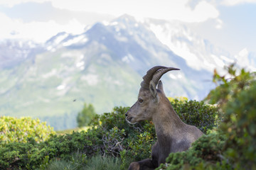 Chamois en face du Mont Blanc