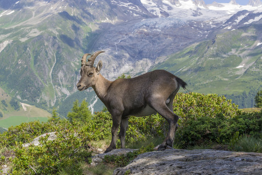 Chamois en face du Mont Blanc