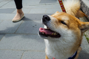 웃는 시바견, 일본 교토 여행