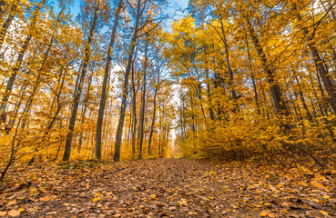 Path in the forest, autumn landscape, nature scenery with yellow trees and fallen leaves
