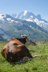 Alpages (Mont Blanc)