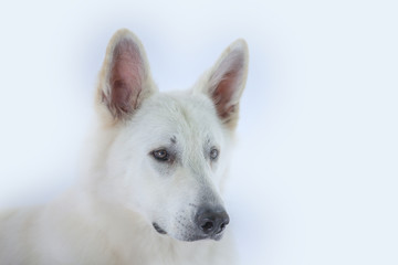 A beautiful white dog is sitting on the ground in the studio and staring at someone.