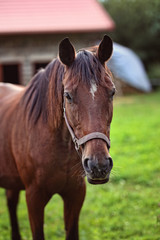 Obraz premium portrait of a brown thoroughbred horse