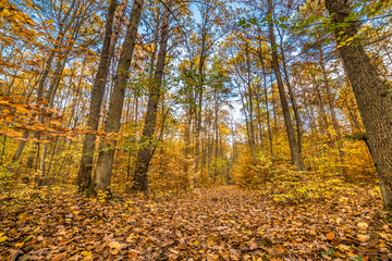 Golden trees and path with fallen leaves in the forest, autumn landscape