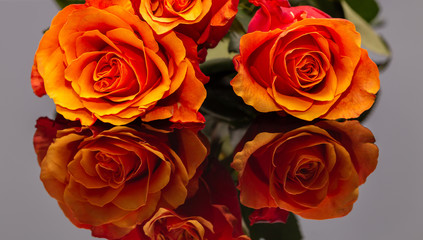 Beautiful Red Orange Roses 3