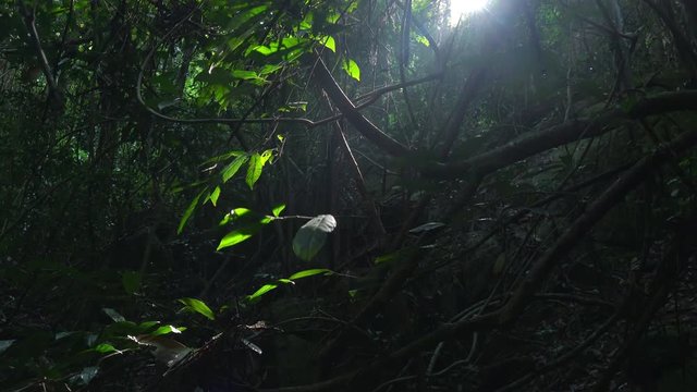 Foliage of tropical tree growing in impenetrable jungle illuminated by sun breaking through dense thicket of exotic plants. Green leaves on branches slightly swaying in wind in shady rainforest.