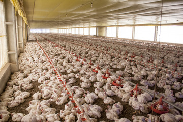 Chicken Farm, Poultry in Santa Catarina state, Brazil.