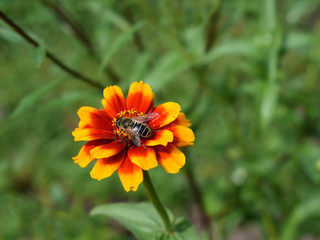 Insect of Eristalis genus on zinnia flower